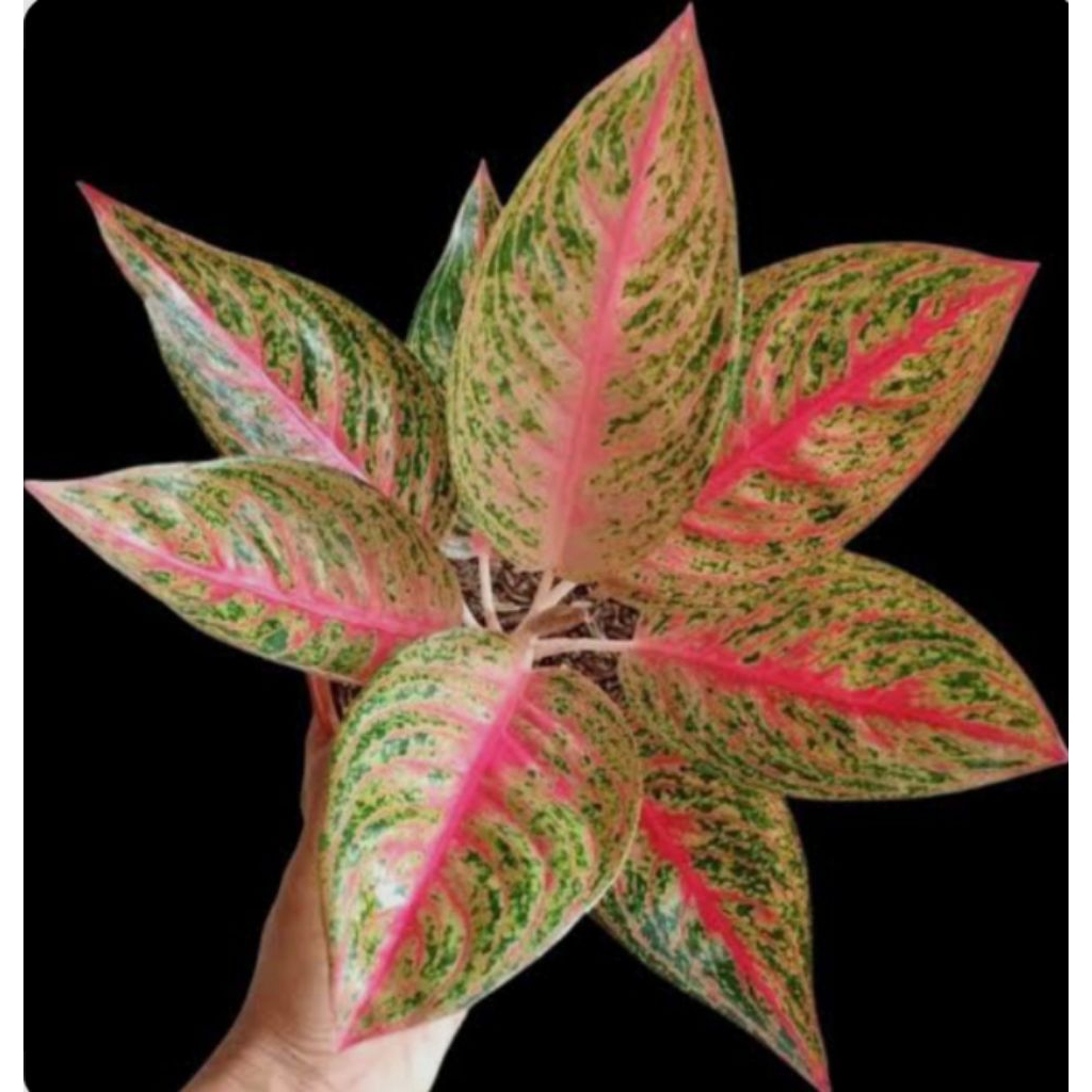 AGLONEMA LEGACY MERAH