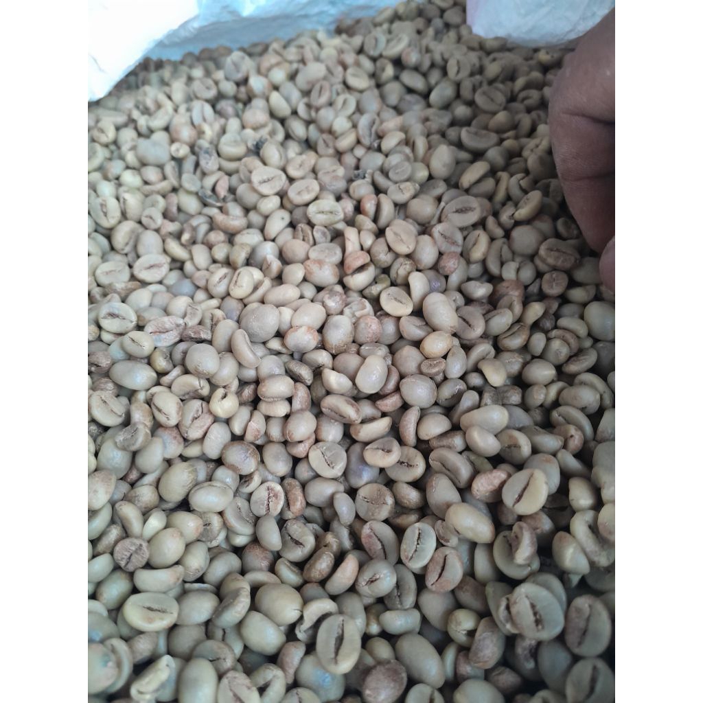 GREENBEAN ROBUSTA DAMPIT 1KG ASALAN