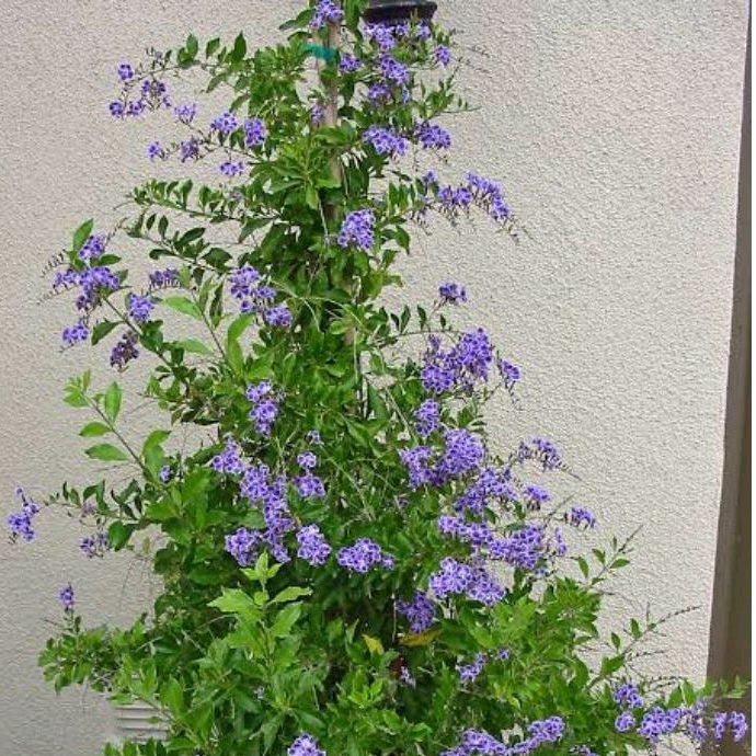 bunga duranta erecta ungu