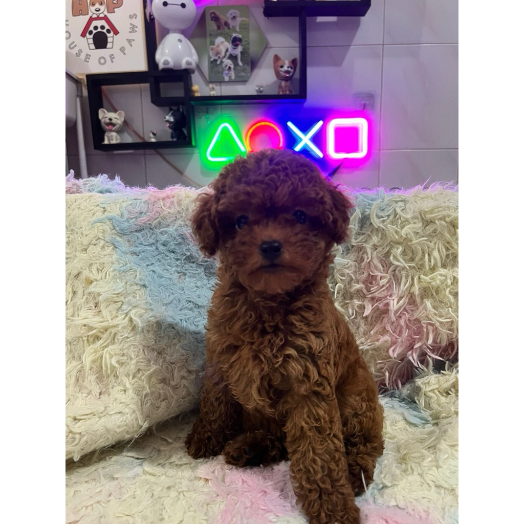 Poodle Tiny Super Red