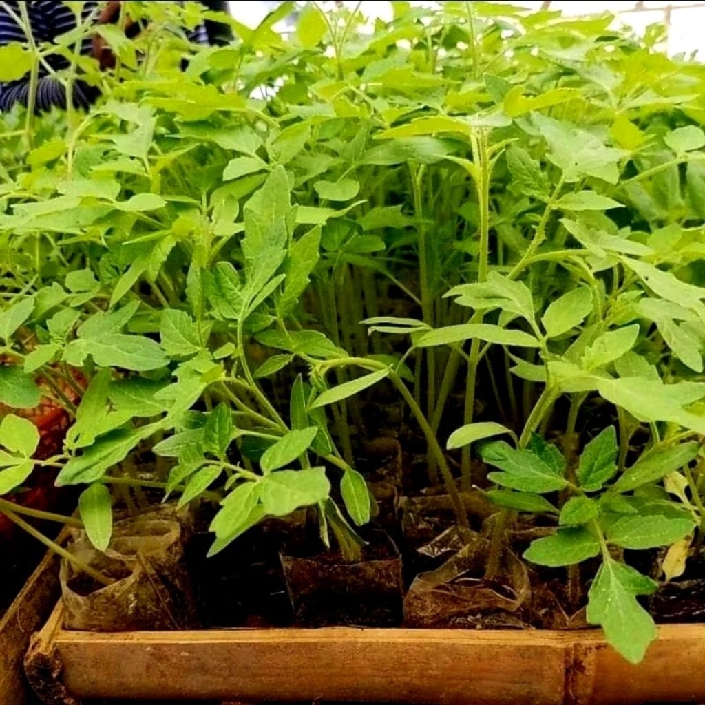 Paket 30 Bibit Tomat Sayur Siap Tanam - Bibit Tanaman Hidup