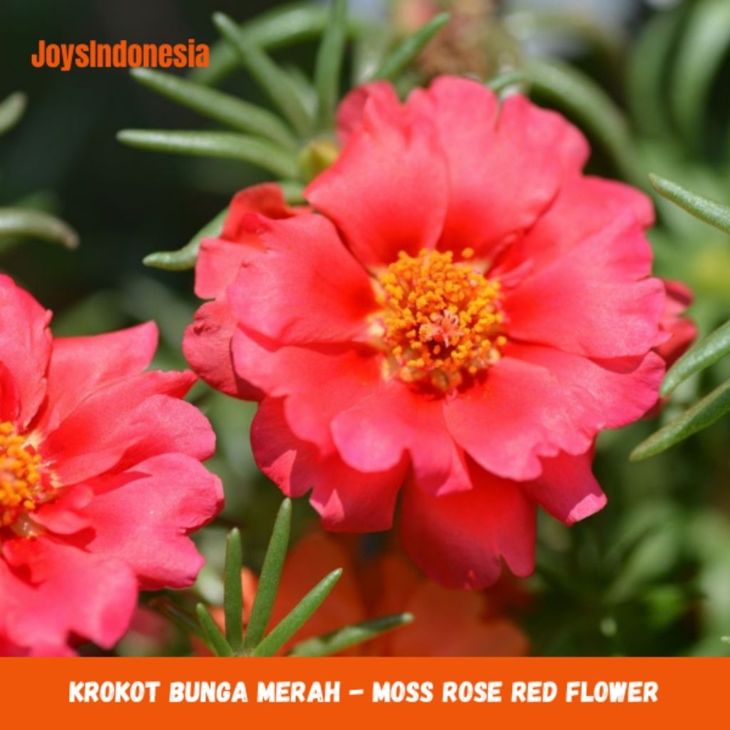 Krokot Bunga Merah - Moss Rose Red Flower