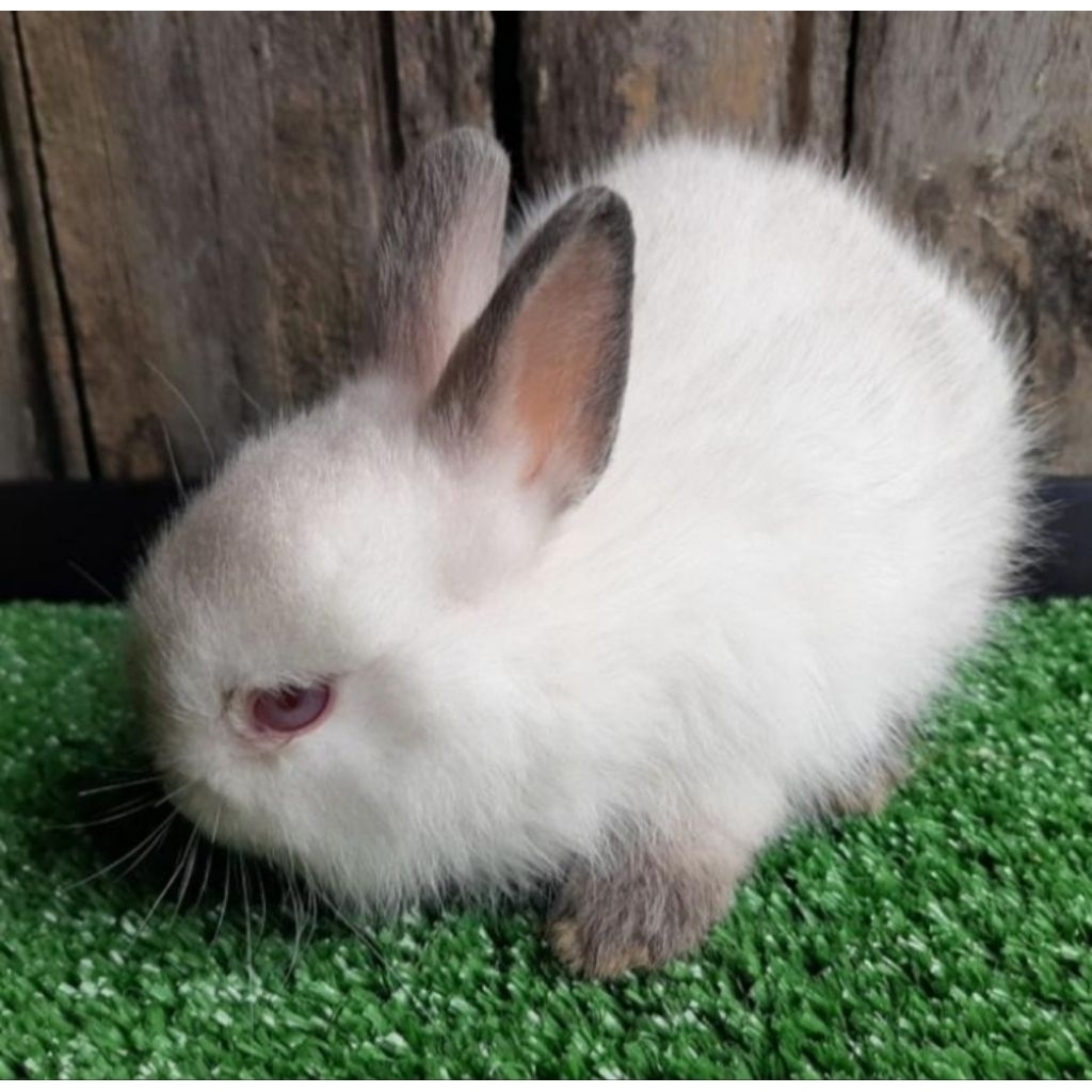 Kelinci Netherland Dwarf Himi