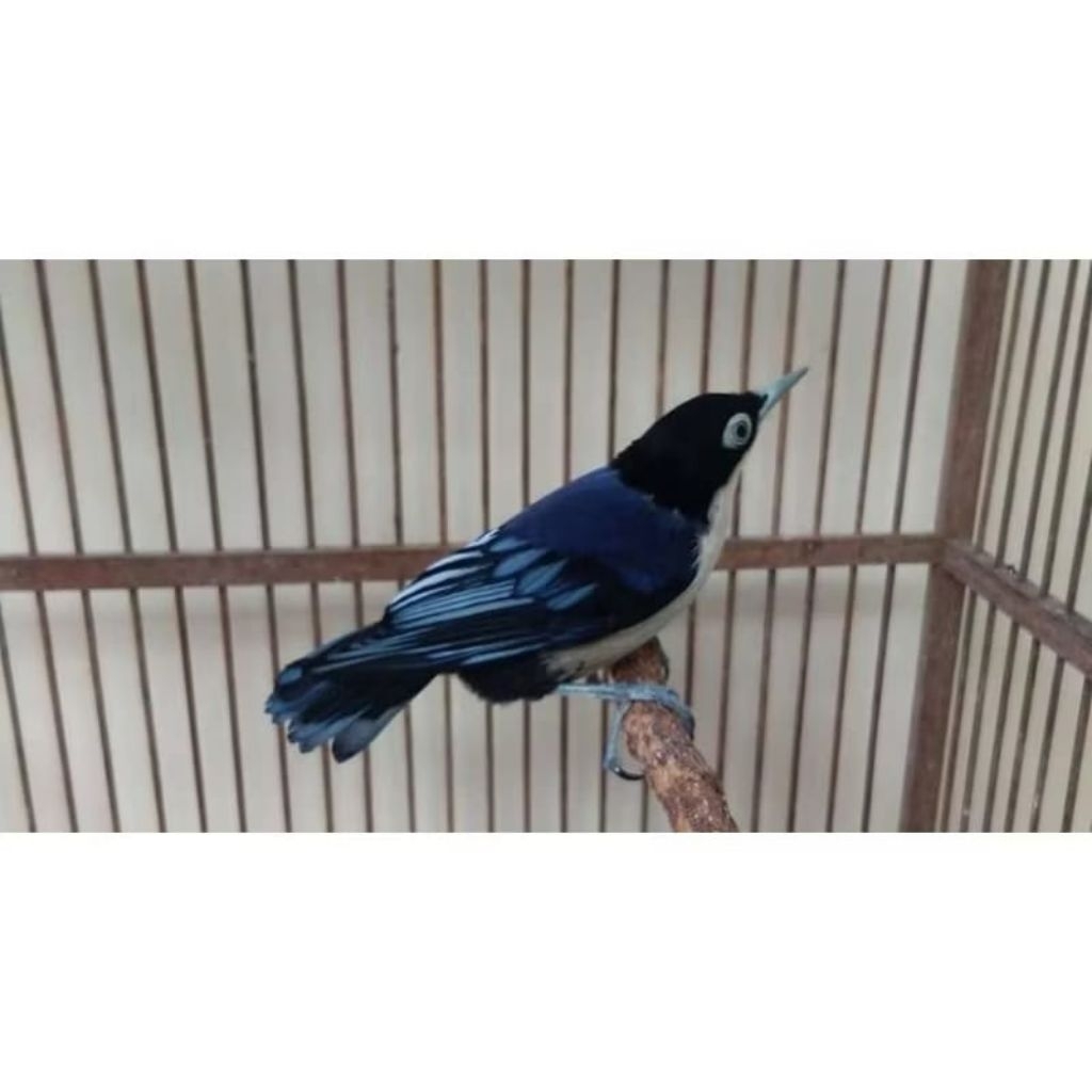 rambatan doraemon pilihan jantan super istimewa