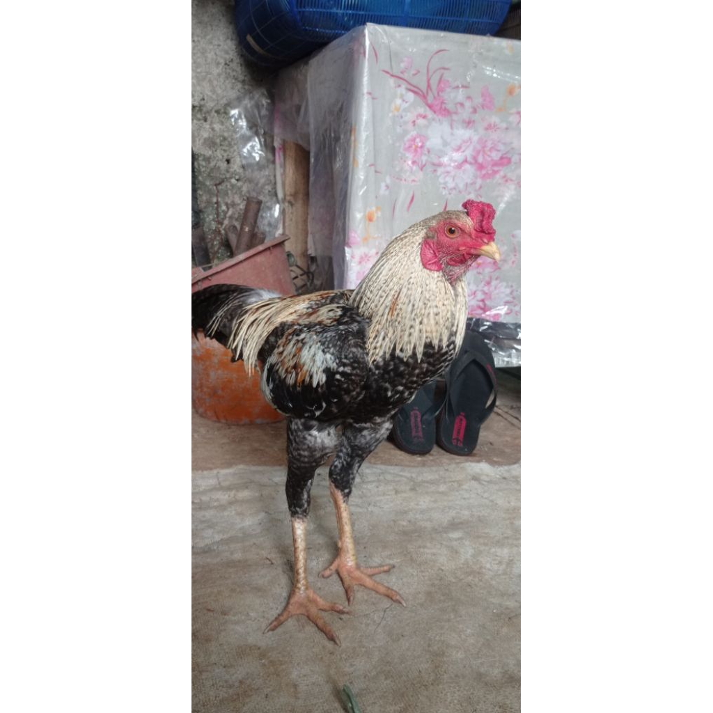 jual ayam jago hidup untuk pacek//ayam jago Bangkok pacek