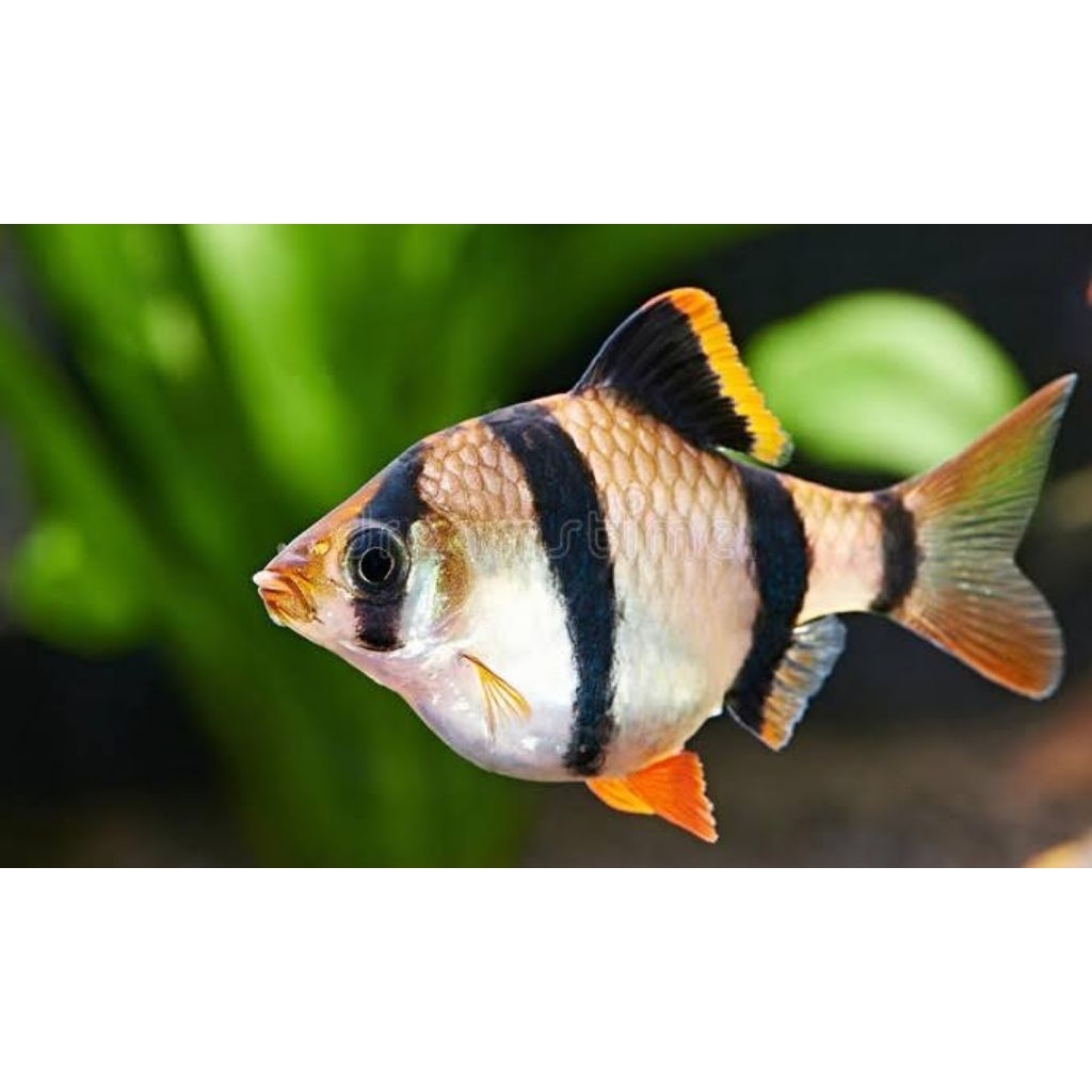 Hiasan Aquarium | Paket Murah 10 Ekor | Sumatra Tiger | Sumatra Tiger Merah | Moli Golden Black | Pl
