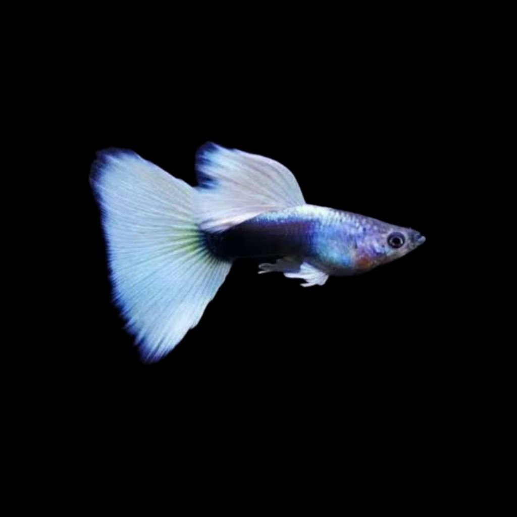 Guppy Hb white/Pastel Ribbon dan Normal