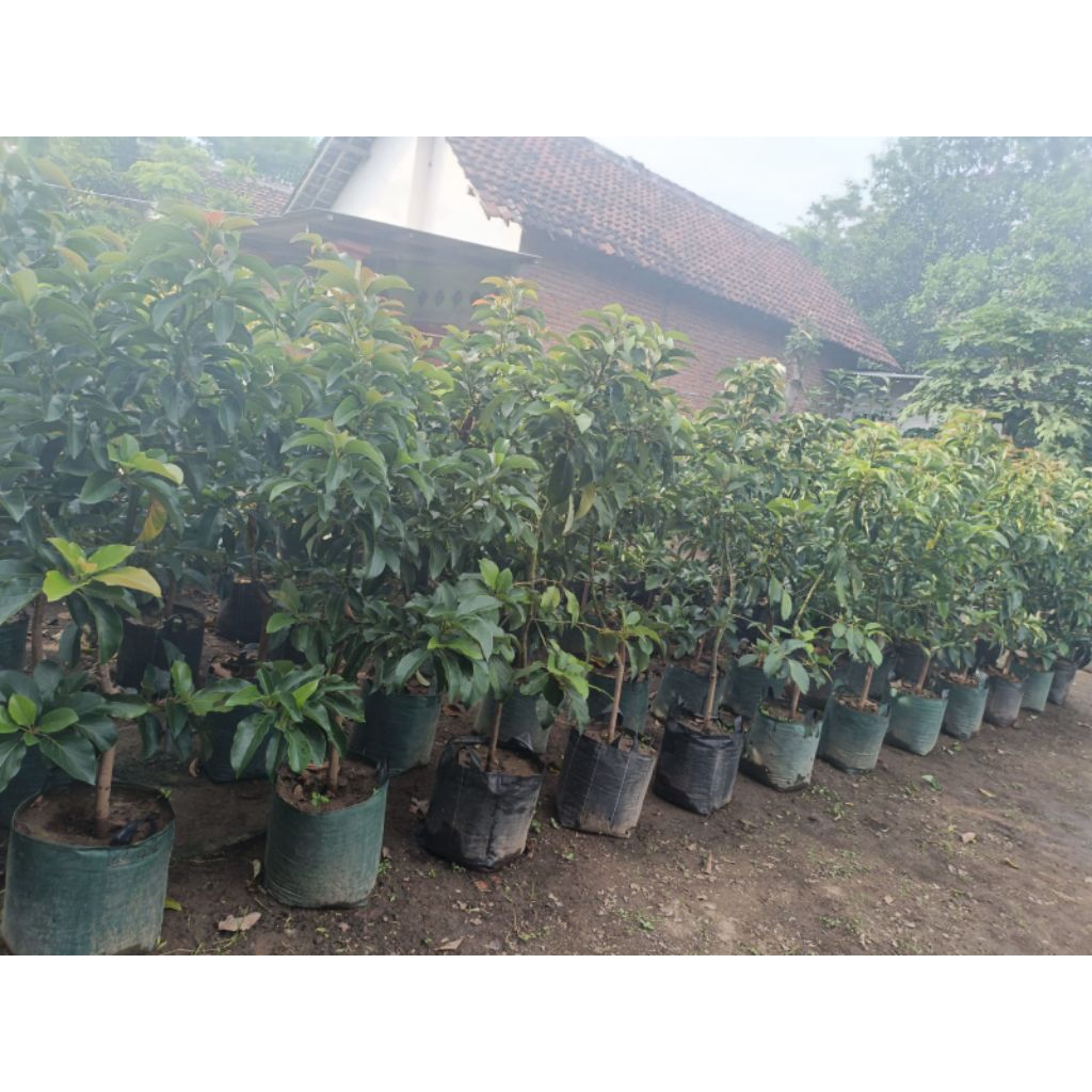 Bibit alpukat Subang (Kelud)