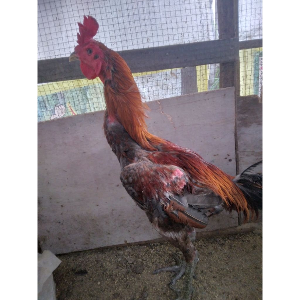 pacek ayam bangkok klasik/mangon