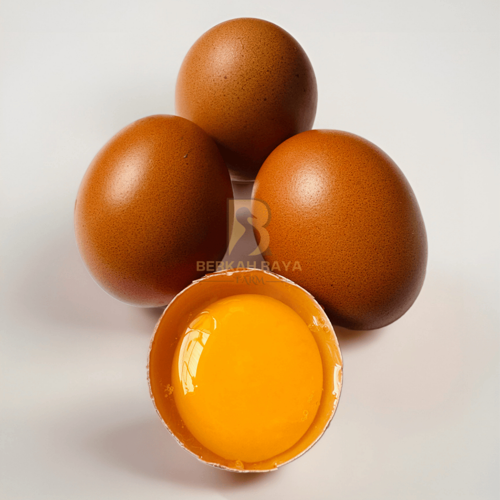 Telur Ayam Negeri