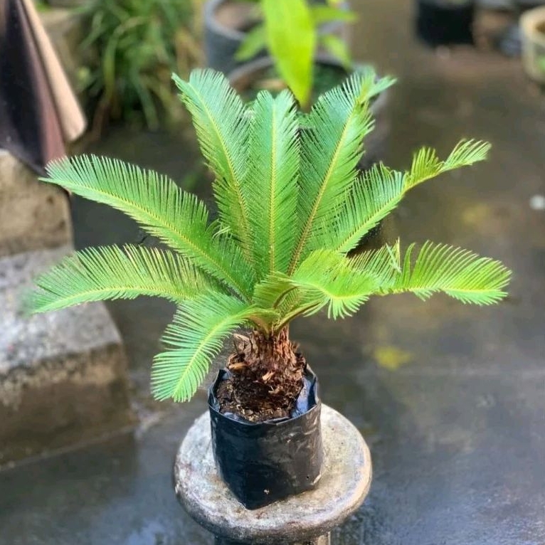 Tanaman hias hidup palem sikas - pohon palem sikas