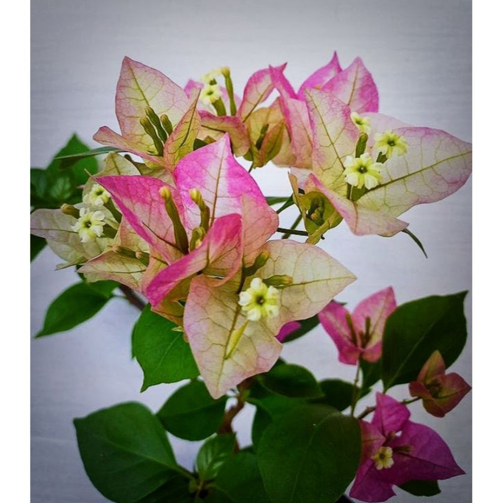 Tanaman hias bugenvil citra india