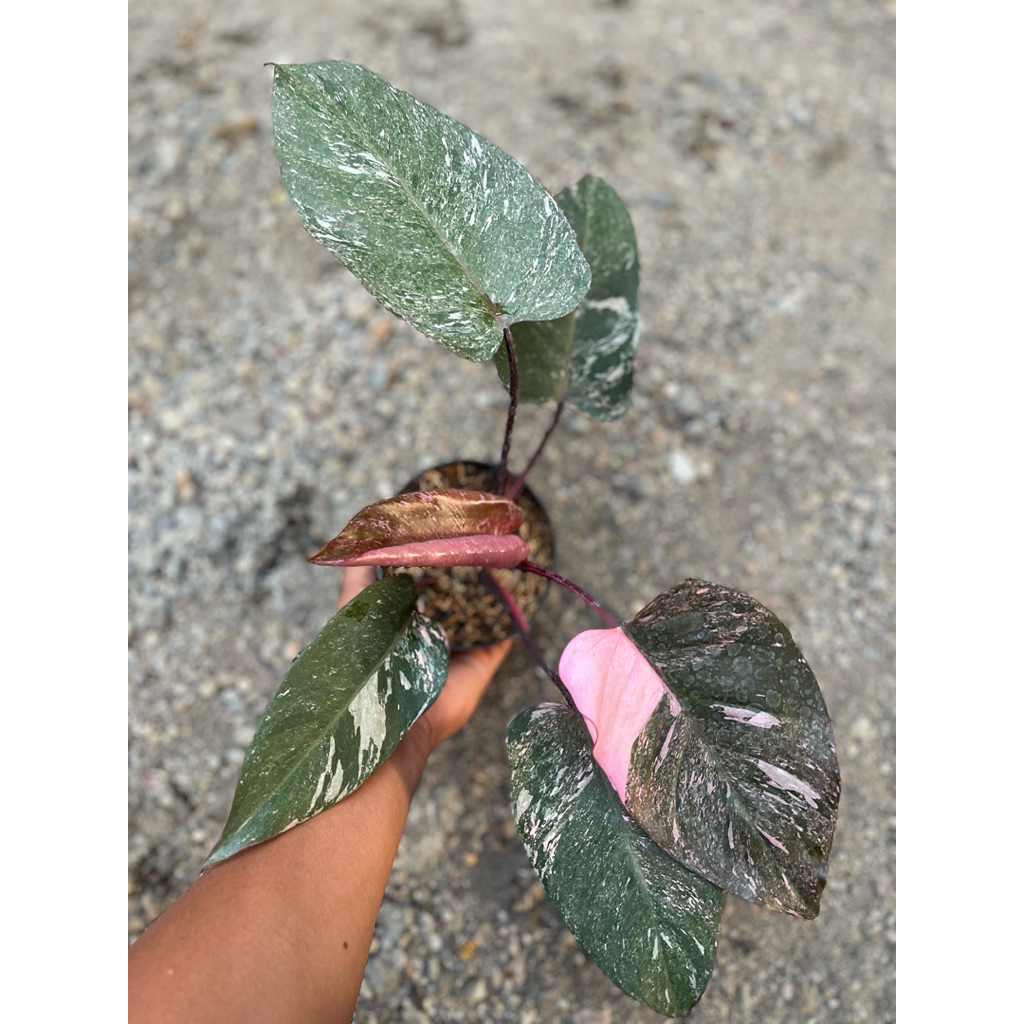 Philodendron Pink Princess Galaxy