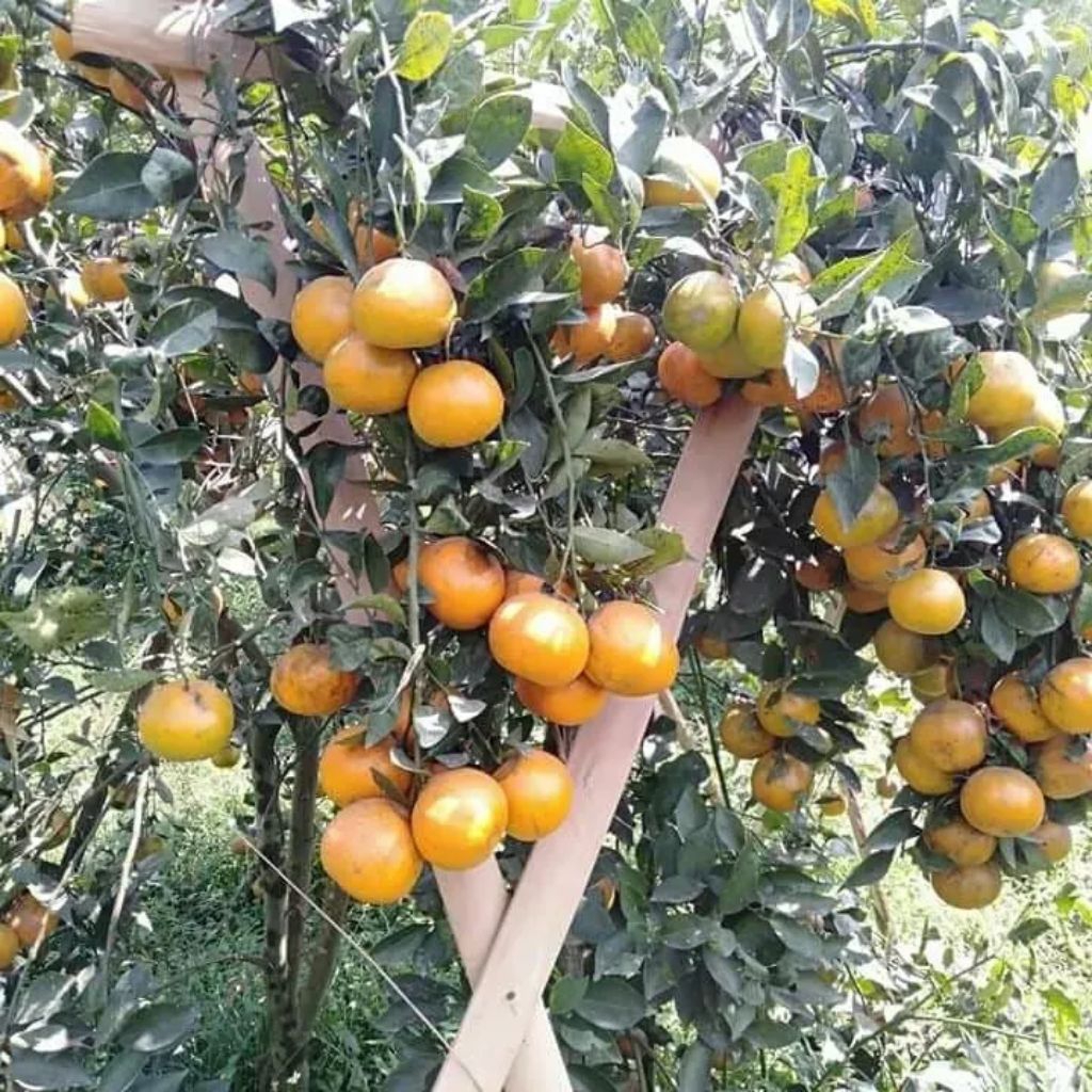 jeruk santang madu sudah berbuah