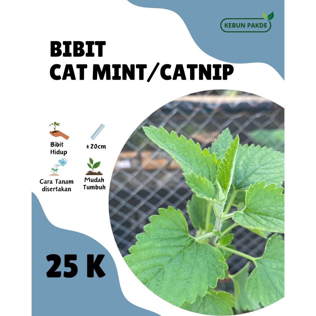 Bibit Tanaman | Catnip | Cat Mint | Tanaman untuk Kucing