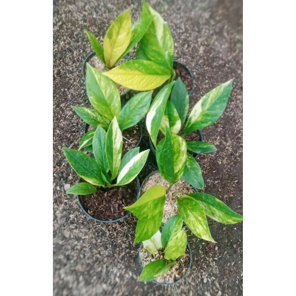 jemani varigata kobra