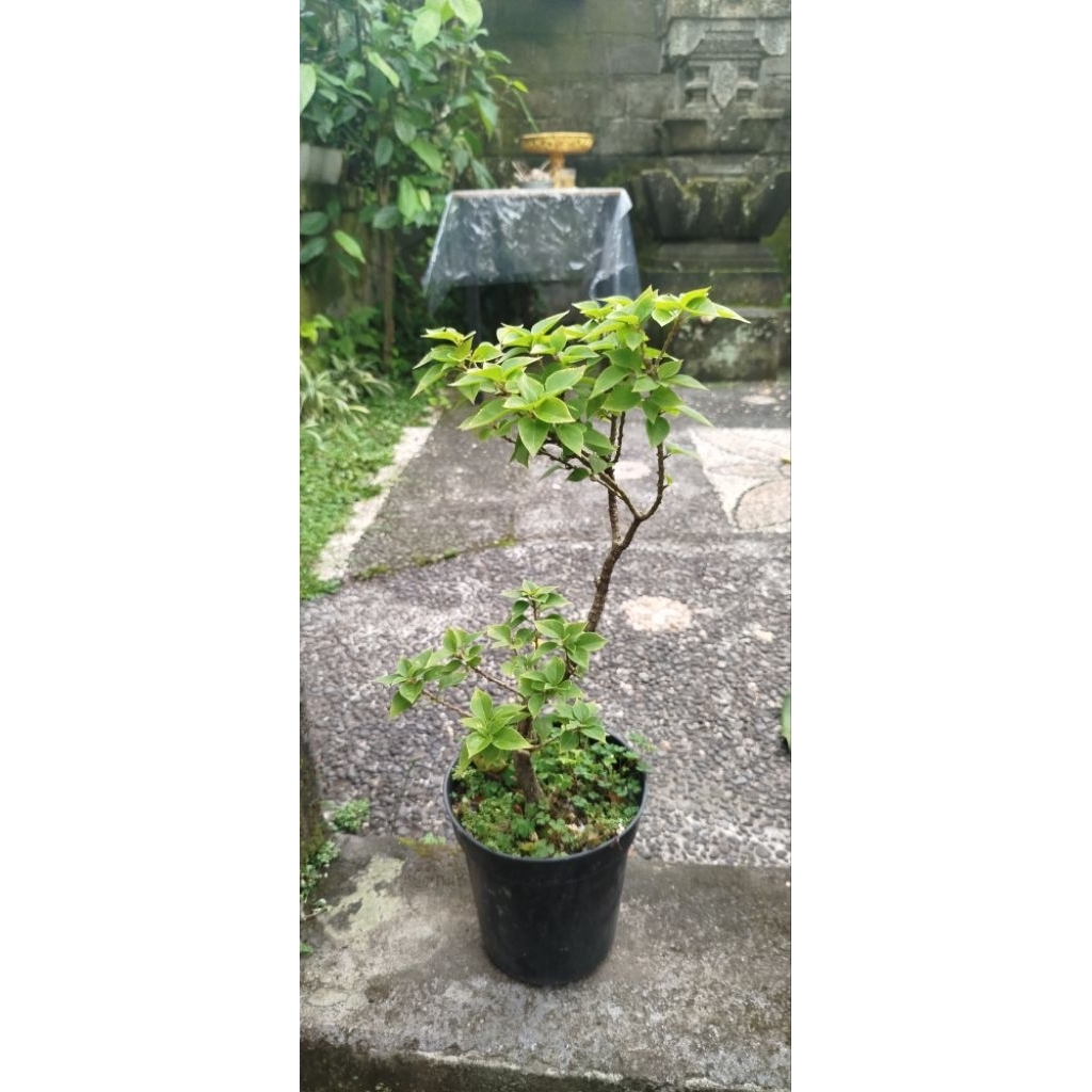 kembang kertas Bugenvil merah fanta