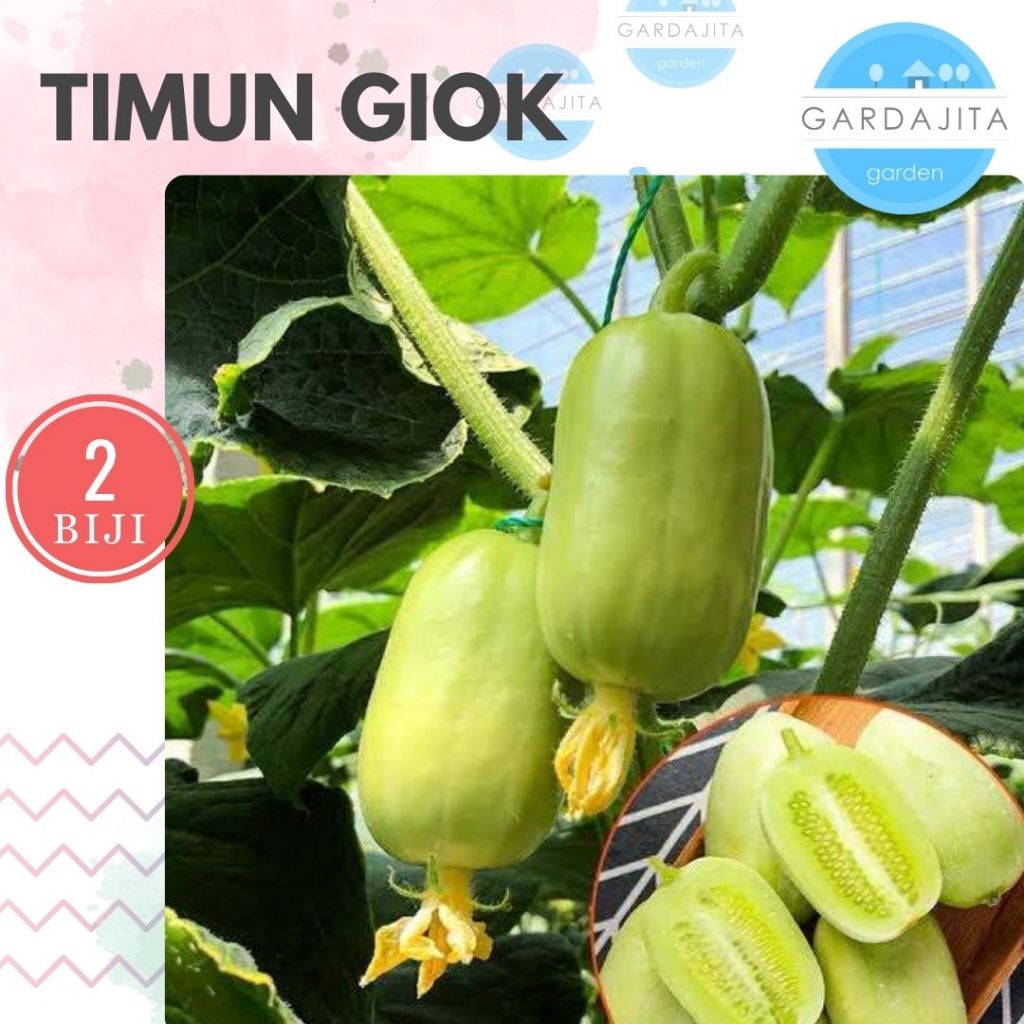 Benih TIMUN GIOK [isi-2] Biji Sayur Mentimun Peri