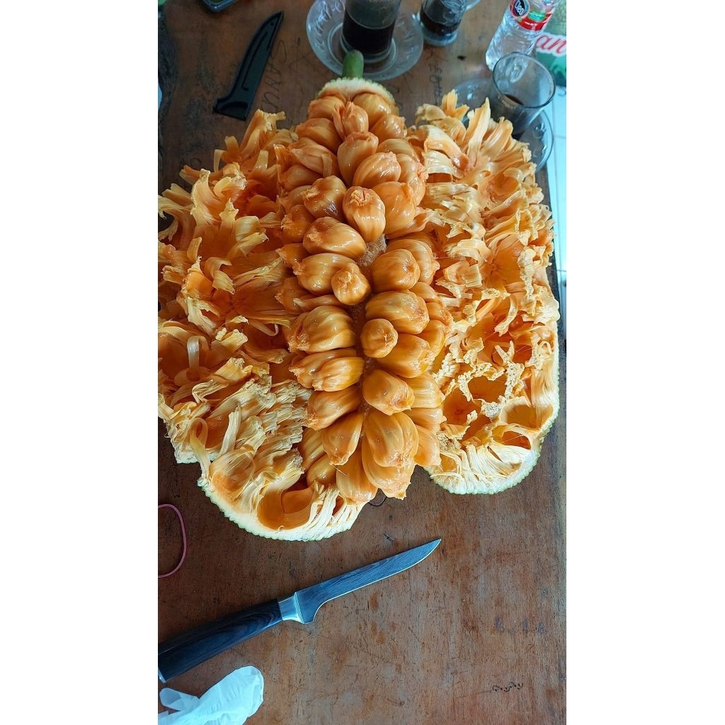 cempedak king merah  full media