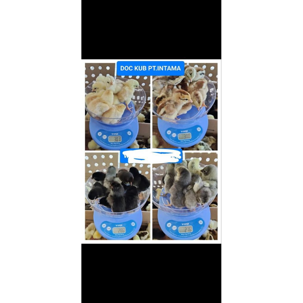 Doc ayam Kub2 1 box PT intama ( sudah vaksin ND )