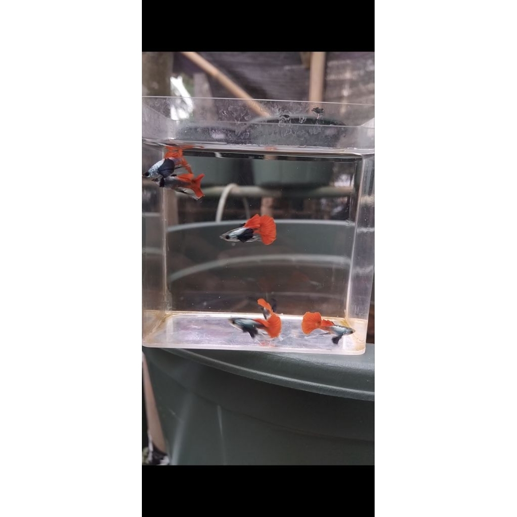 Tanaman Aquascape prtde ribbon