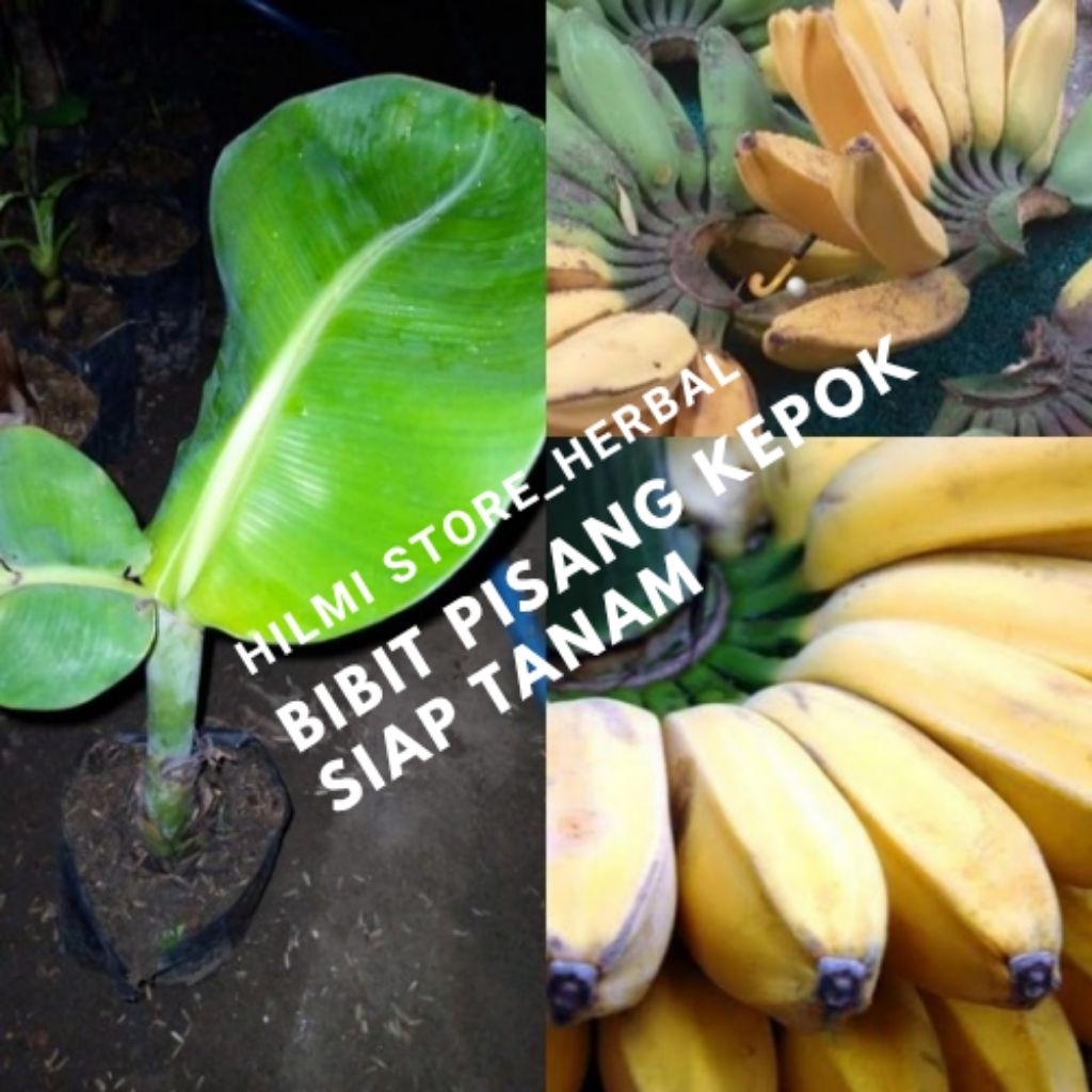 perbibit pisang kepok/bibit buah pisang kepok unggul