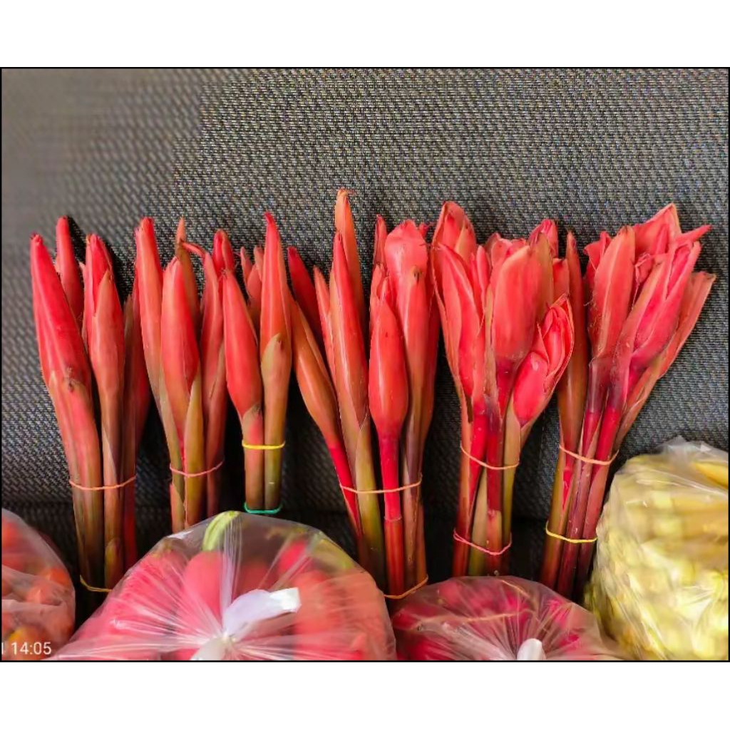 Kecombrang segar, bunga kecombrang 1 kg