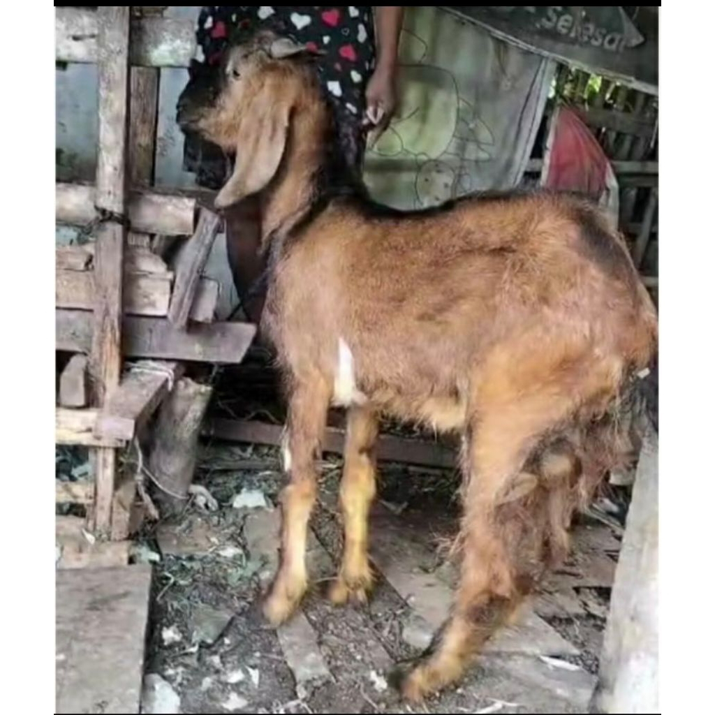 kambing aqiqah dan qurban berat masih hidup jantan  -+20kg kota Samarinda