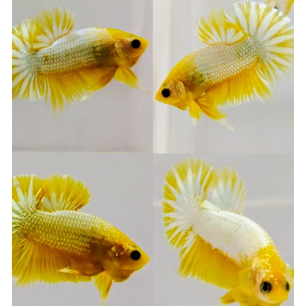 AKSESORIS AQUARIUM SEPASANG CUPANG PLAKAT YELLOW FCCP