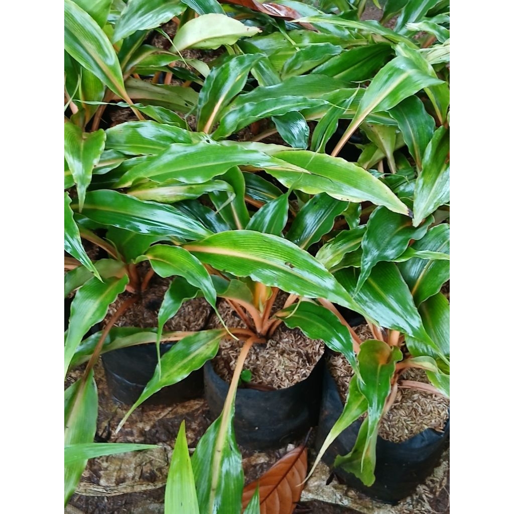 tanaman hias walisota