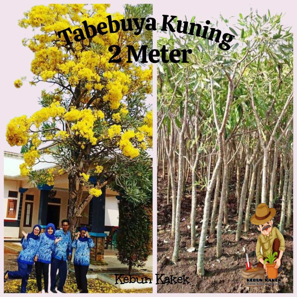 Tabebuya Kuning 2 Meter / Tanaman Hias Tabebuya Kuning / Tanaman Pelindung Tabebuya Kuning Tinggi 2 