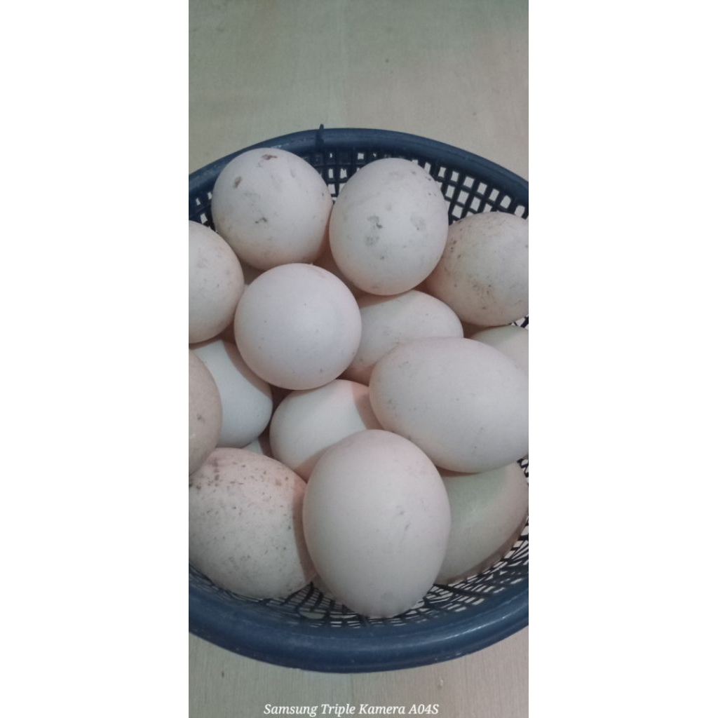 TELUR TETAS FERTIL ENTOK JUMBO TRONTON SPEK KONTES
