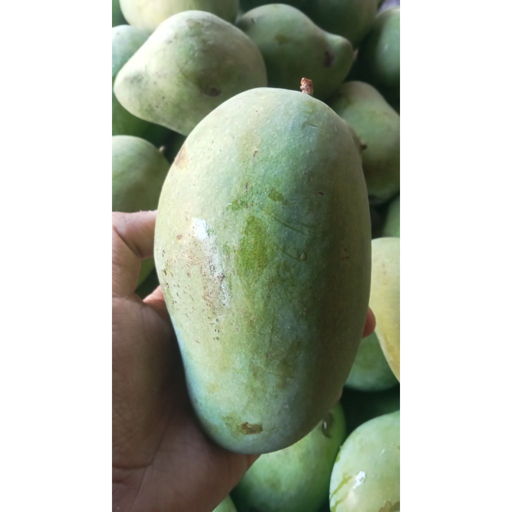 Mangga gadung 1kg