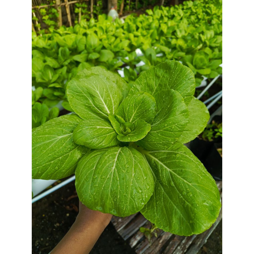 Sawi Pakcoy Hidroponik 250 gram | Sayur Segar Hidroponik