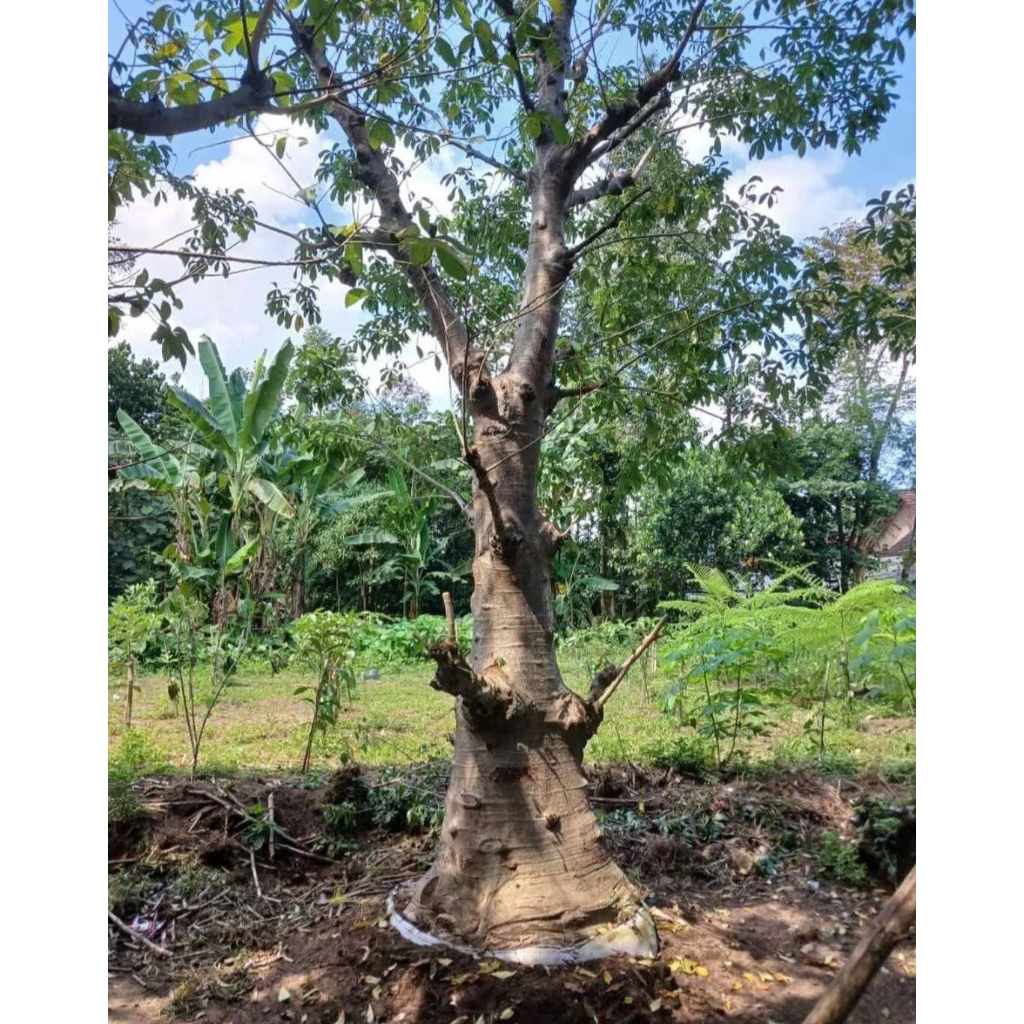 Pohon Baobab Bottle Tree