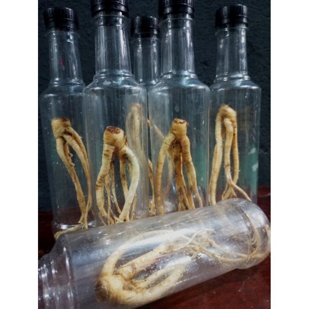 ginseng  korea botol plastik