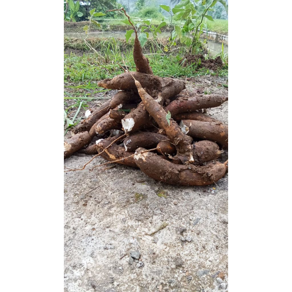 BIBIT SINGKONG KETAN BENIH KETELA POHON ISI 15 POHON BIBIT UMBI KAYU