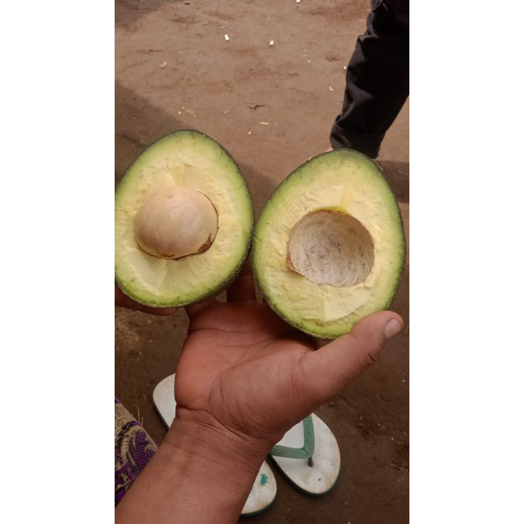 buah alpukat 1kg biasa super segar langsung petik dari pohon