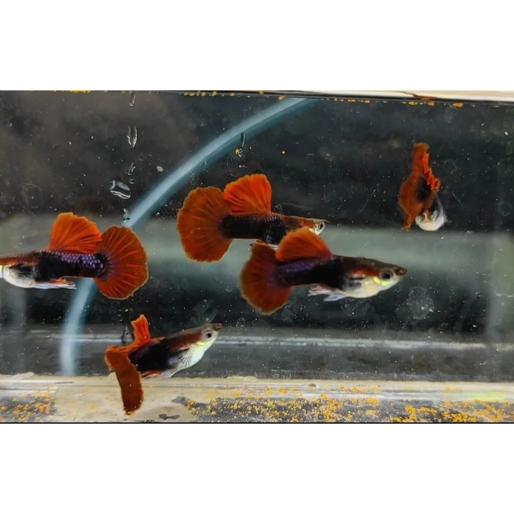 hb red rose tail remaja