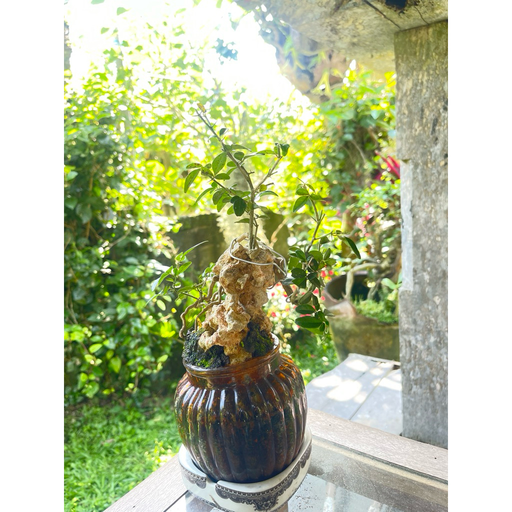 Bonsai Jeruk Kingkit OTR dan Expose Akar Siap Pajang Untuk Hiasan Meja