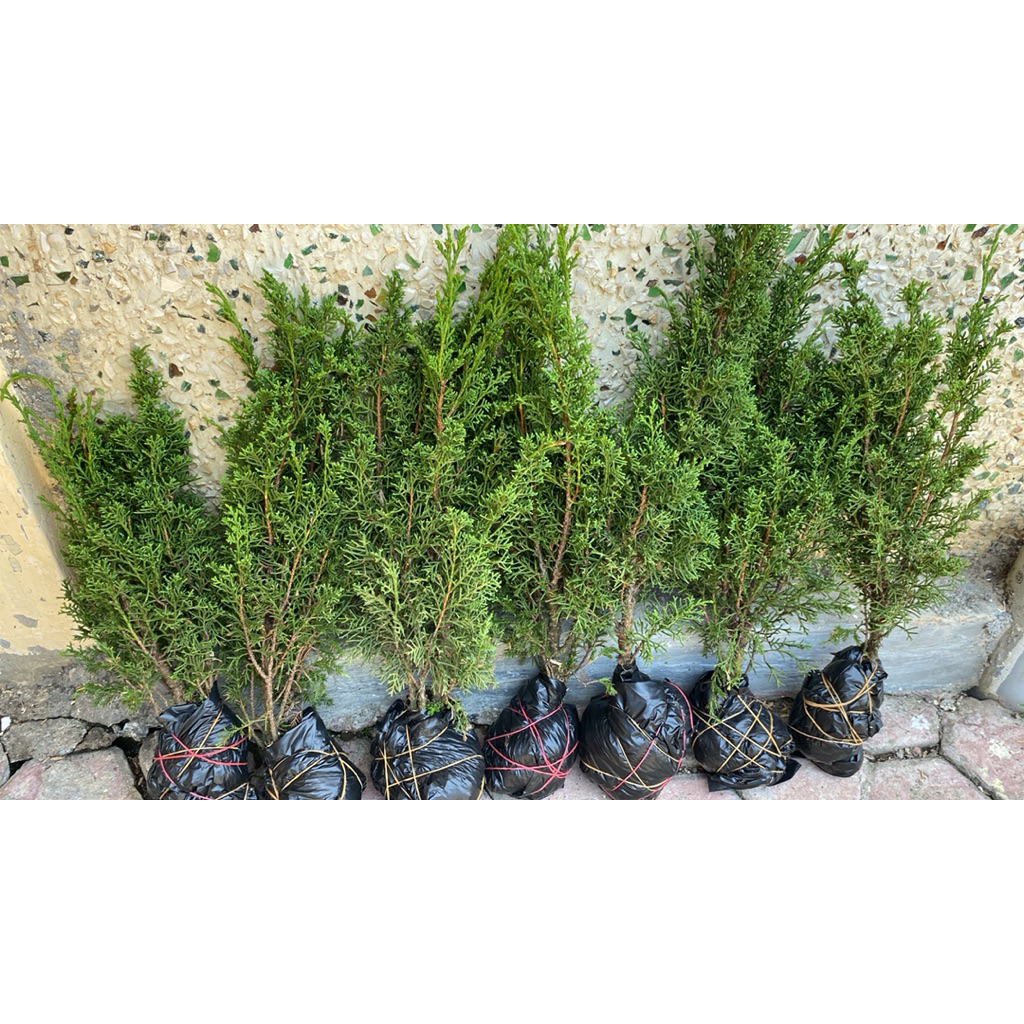 Paket Reseller Cemara Sargenti Jarum isi 7pohon