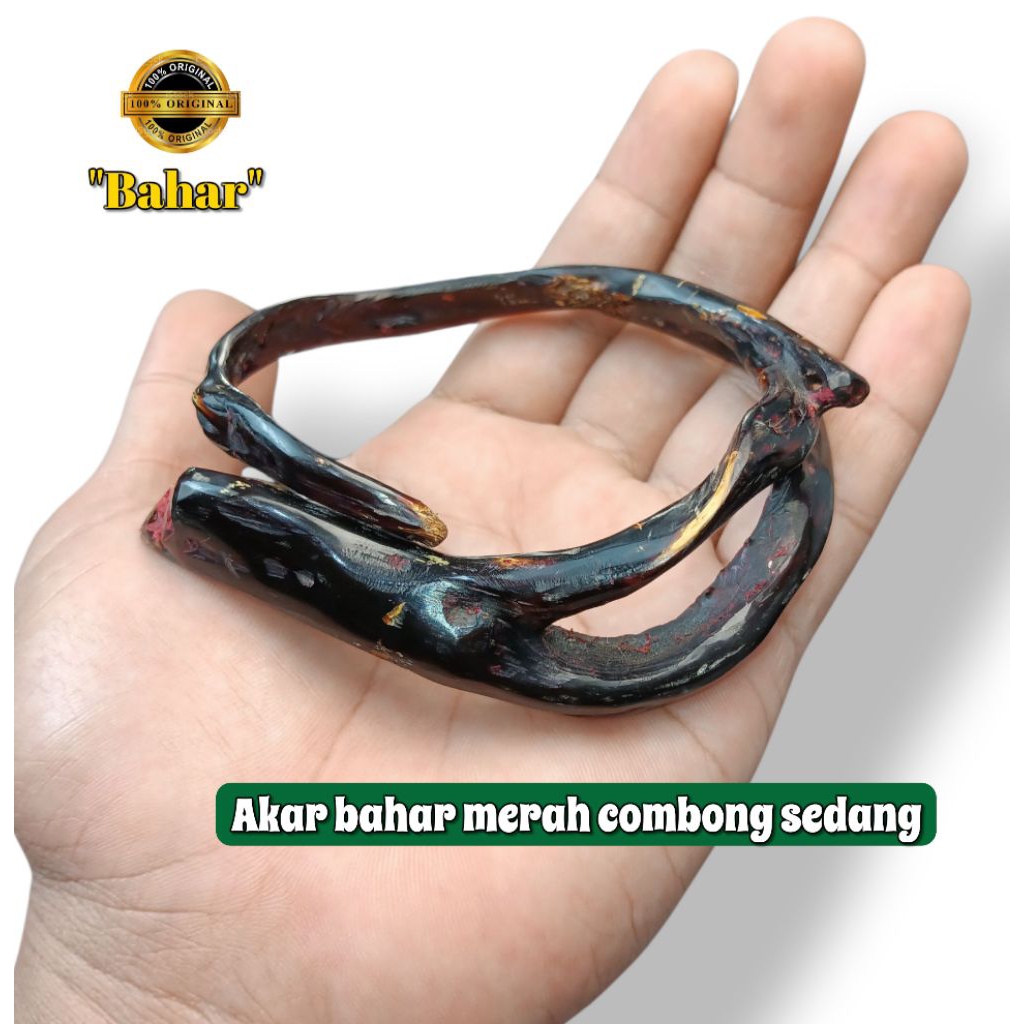Gelang akar bahar merah combong tembus cahaya elegan & unik