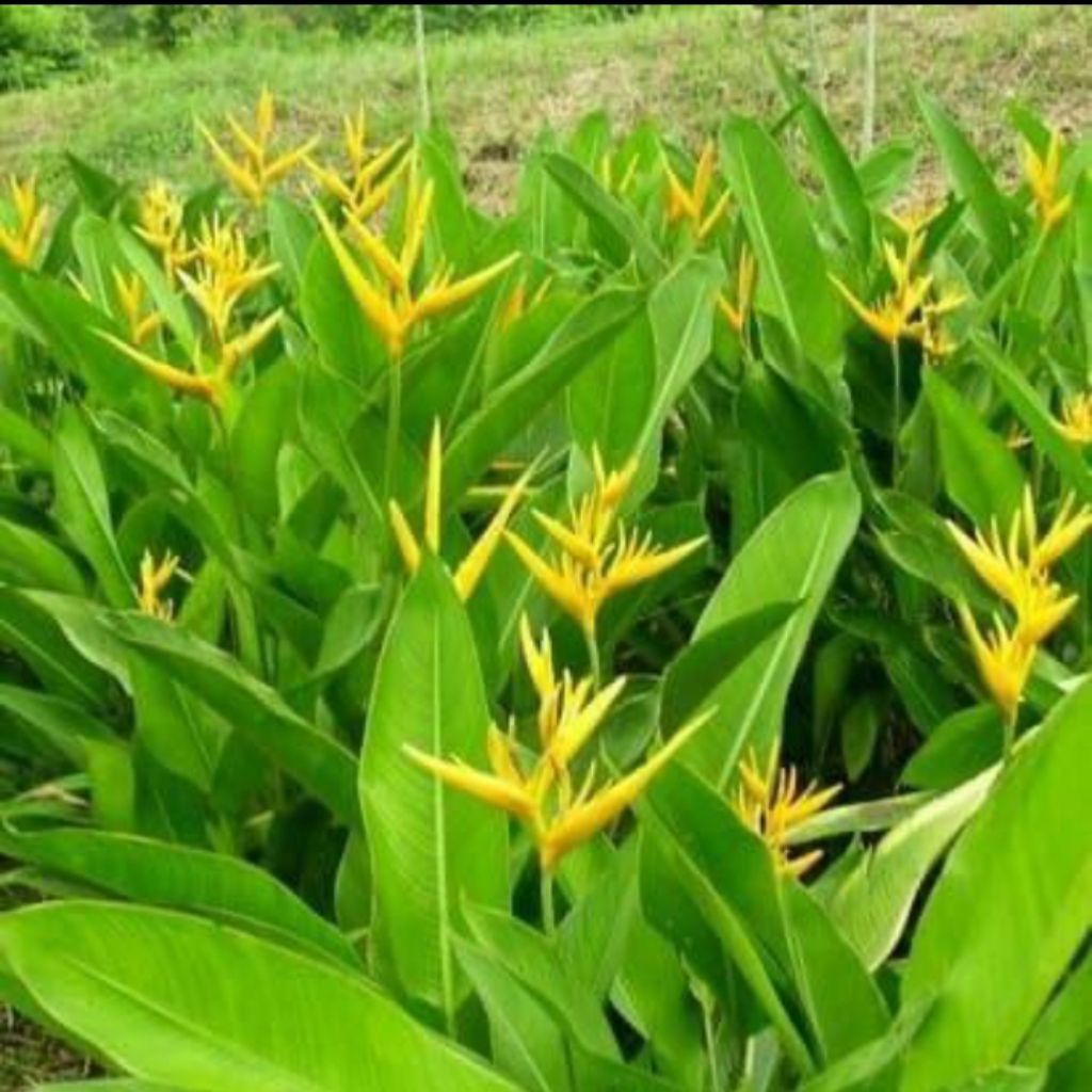 TANEMAN HIAS PISANG HELOCONIA PSITTACORUM ATAU PISANG PISANGAN UKURAN BESAR
