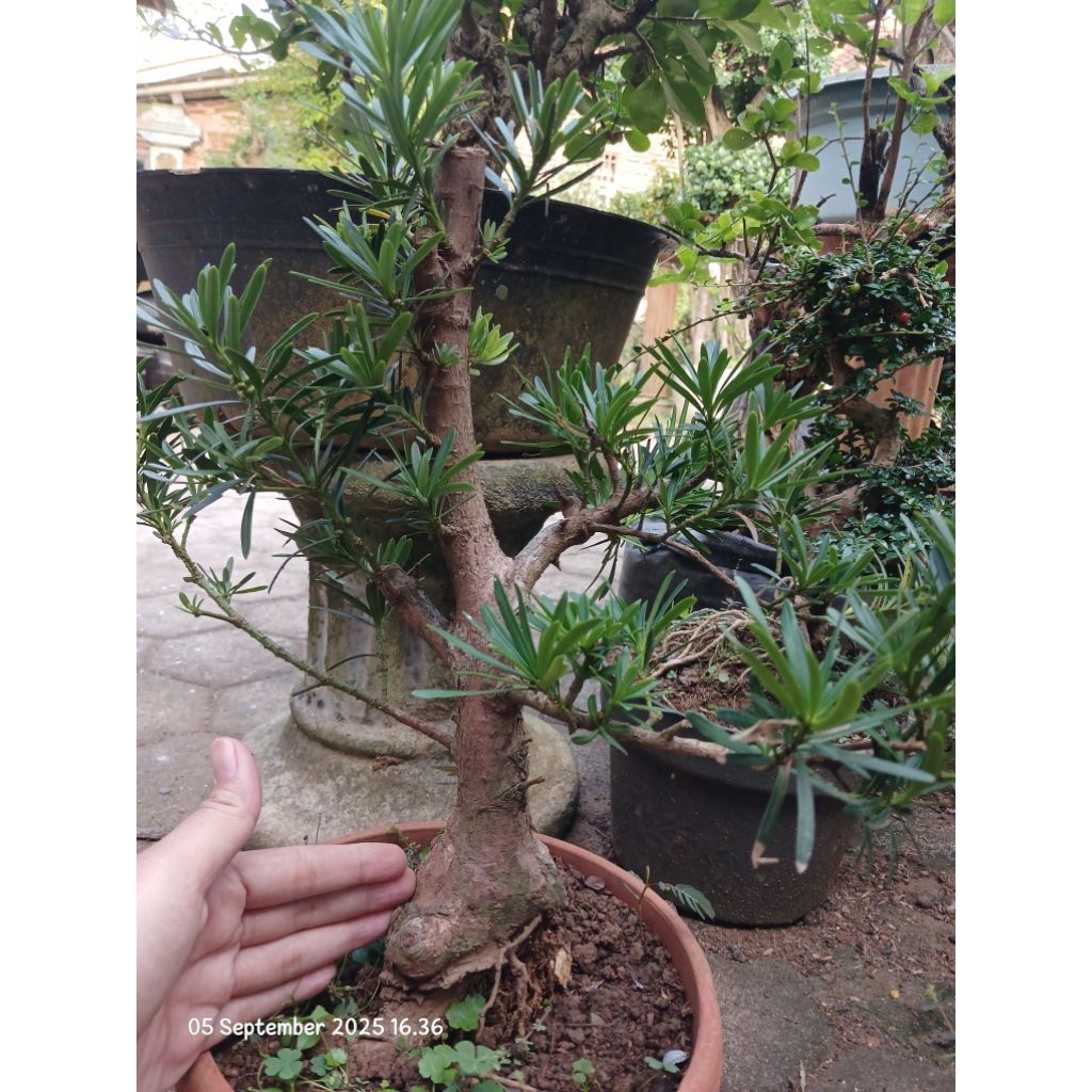 Bahan bonsai lohansung mikro