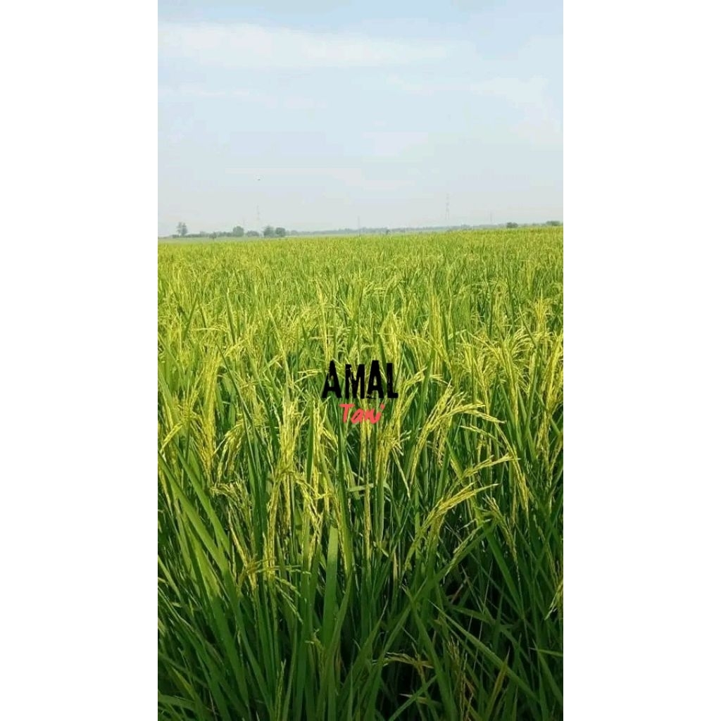 PADI UNGGUL THAILAND JUMBO 1Kg Premium Benih padi Thailand JUMBO