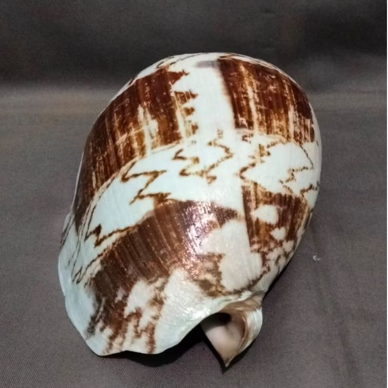 Cangkang kerang laut Cymbiola nobilis jumbo