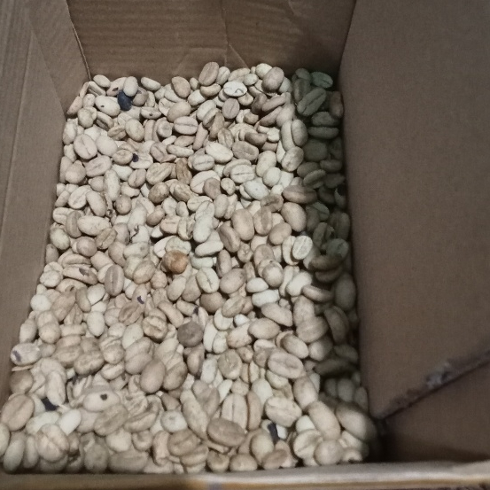 Benih Biji Kopi Arabica Jawa Barat 100 Butir