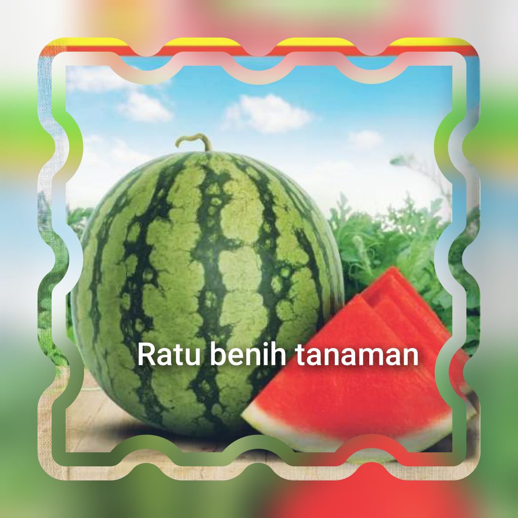 BENIH/BIJI SEMANGKA MERAH BULAT MADE (15 BUTIR)