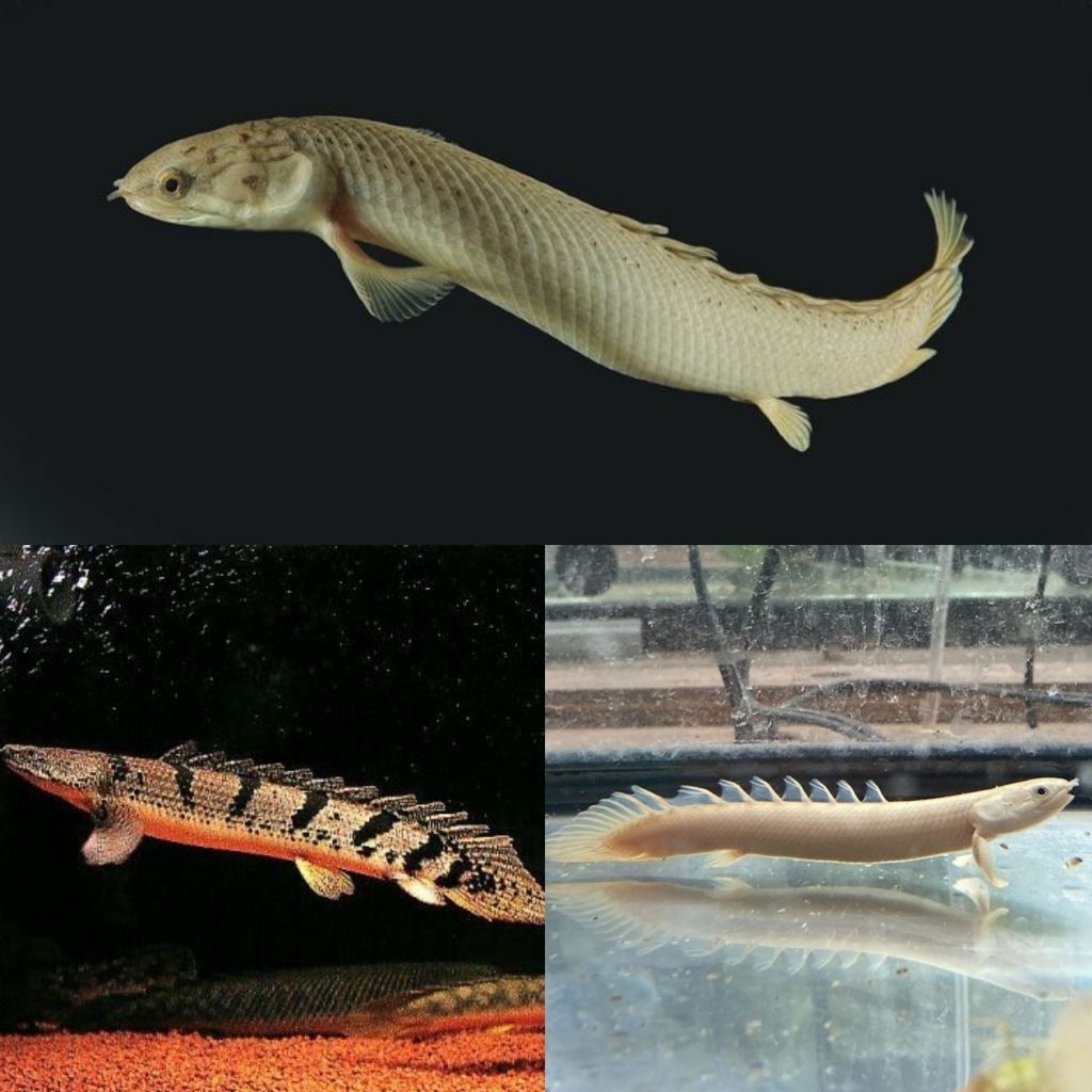 [Chan Aquatic] Ikan Hias Palmas Size 6-7cm Palmas Endlicheri Palmas Albino Palmas Senegalus Palmas B