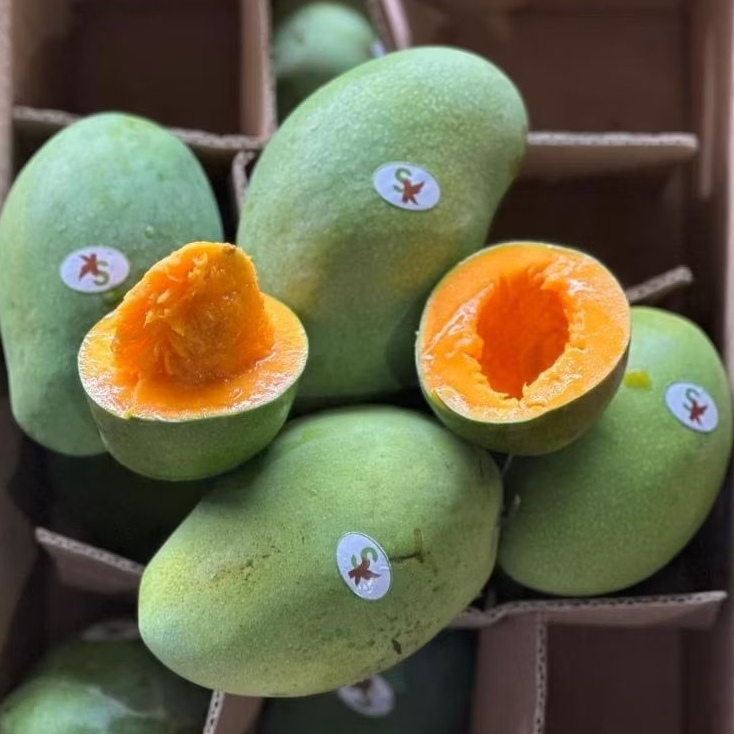 MANGGA ALPUKAT JEPARA 1 DUS 5kg